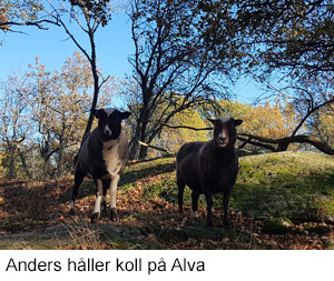 Anders-Alva 2021.jpg